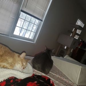 Creamer set for carrie